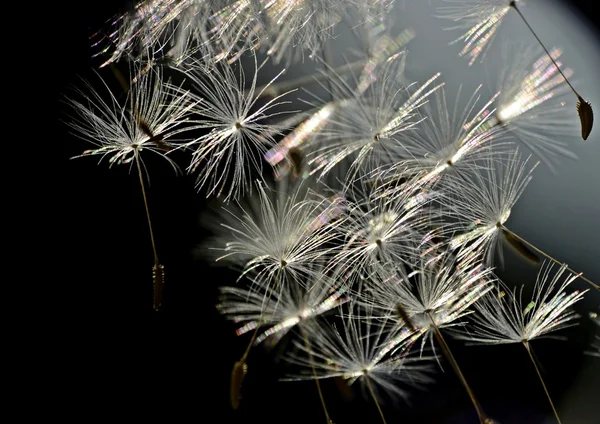 Seeds of dandelion — Stock Photo, Image