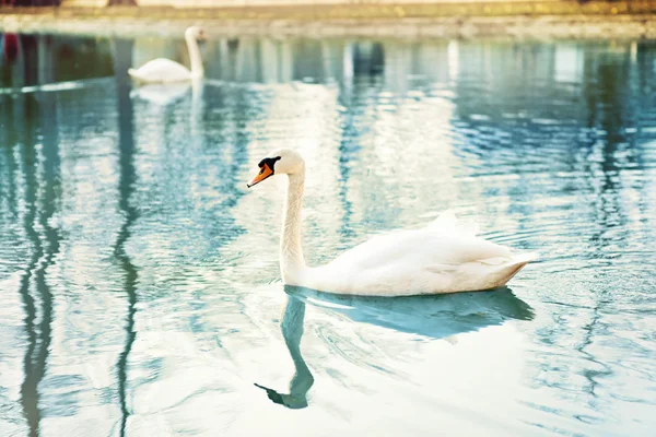 Белый лебедь на озере — стоковое фото