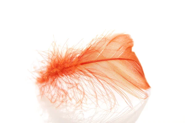 stock image Feather