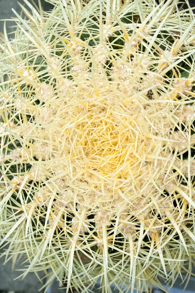 Kaktus żółty kwiat — Zdjęcie stockowe