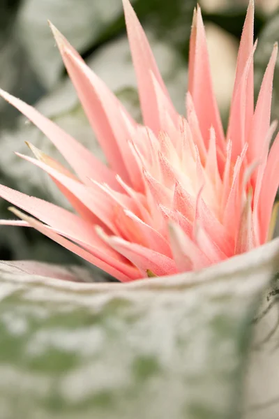 Pembe kaktüs çiçeği — Stok fotoğraf