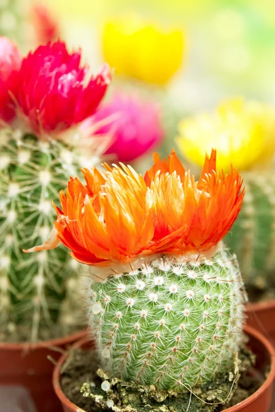 Cactus met bloem — Stockfoto