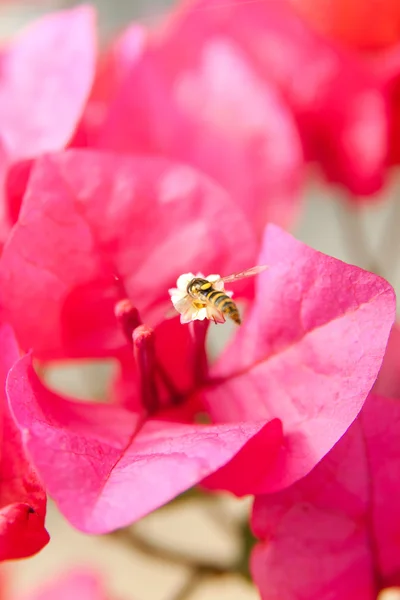 Abeja en flor — Foto de Stock
