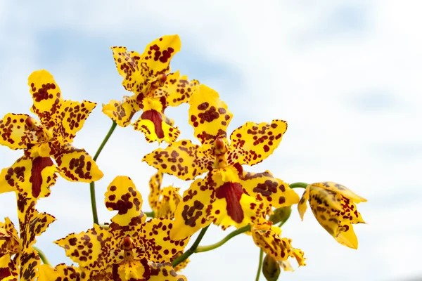 Orkidea kuin kirahvi — kuvapankkivalokuva