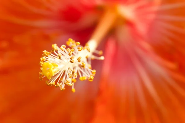 Tłuczek z kwiatu pomarańczy — Zdjęcie stockowe