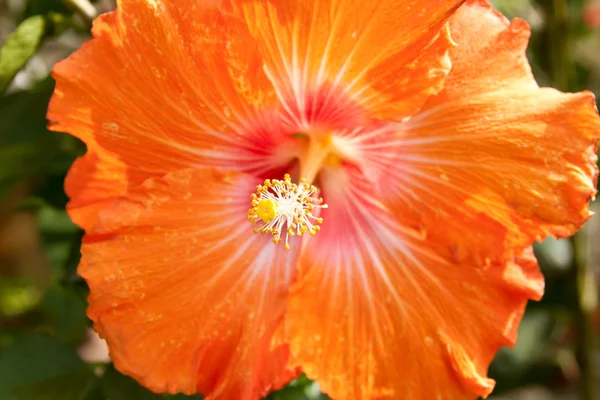 stock image Orange flower