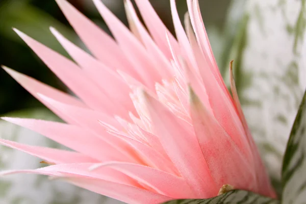Close up de flor de cacto — Fotografia de Stock
