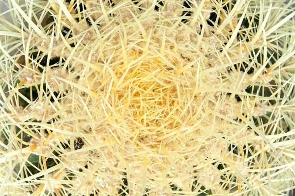 Espinas de cactus — Foto de Stock