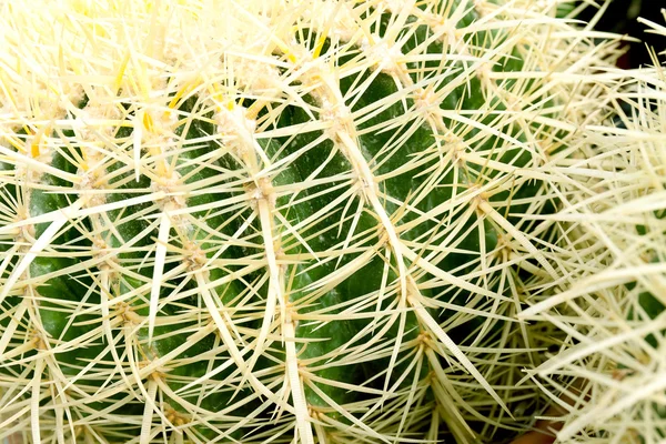 Kaktus, bliska — Zdjęcie stockowe