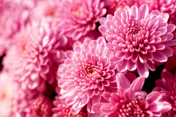 Flores rosadas —  Fotos de Stock