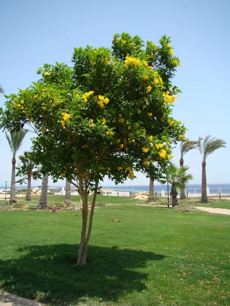 Piękna kwitnąca drzewo (czerwiec el sheikh, Egipt) — Zdjęcie stockowe