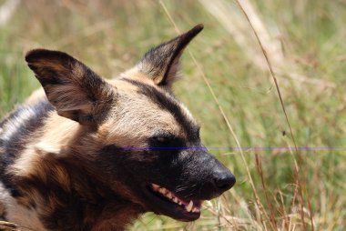 vahşi köpek