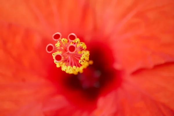 Цветок гибискуса — стоковое фото