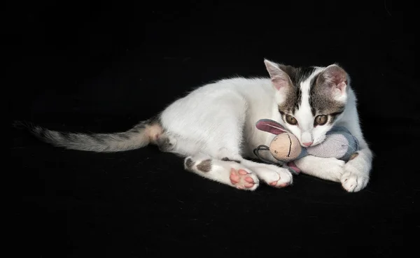 キティ猫 — ストック写真