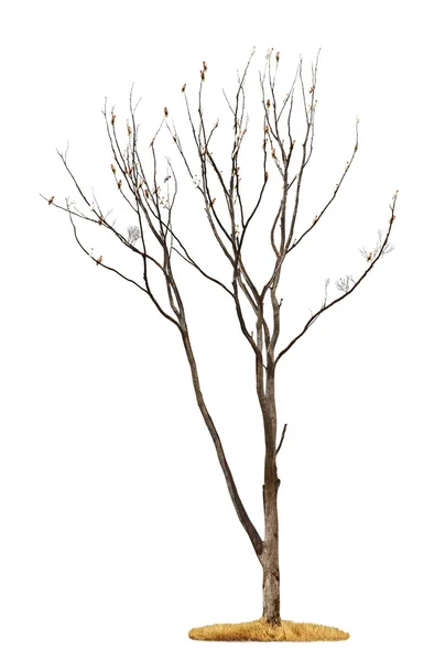 白色背景的树 — 图库照片