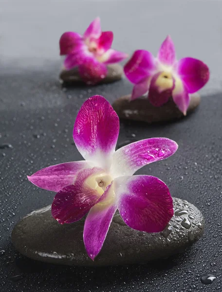 Pedras Zen com flores de orquídea — Fotografia de Stock