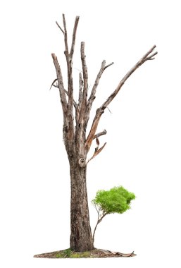 Tree on white background clipart