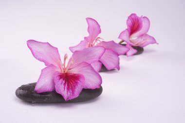 Zen stones with pink flowers clipart