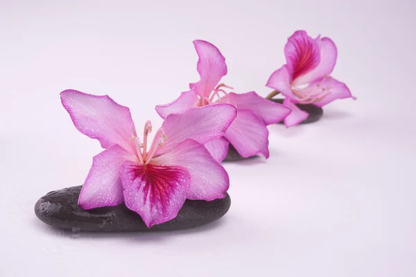 Zen πέτρες με ροζ λουλούδια — Φωτογραφία Αρχείου