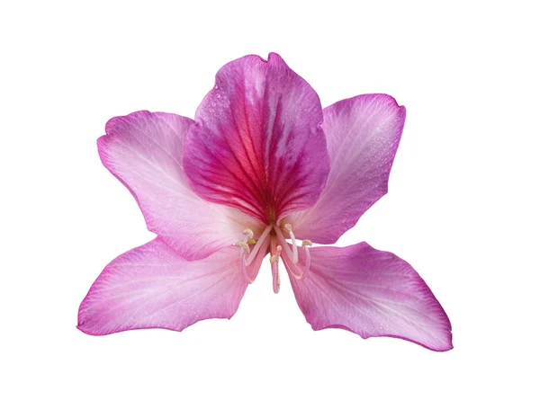 Güzel pembe çiçek — Stok fotoğraf