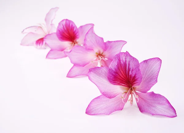 Bellissimi fiori rosa — Foto Stock