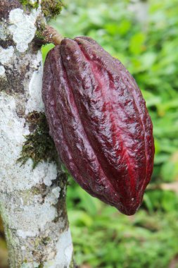 Pod of Arriba cacao in Ecuador clipart