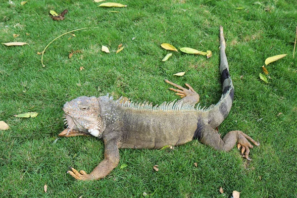 Iguane terrestre en Guayaquil, l'Équateur — Photo