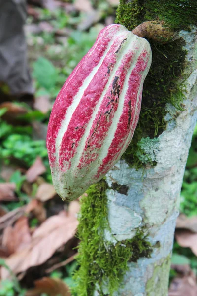 Cabillaud d'Arriba cacao sur un arbre en Equateur — Photo