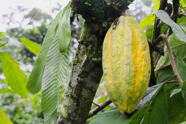 Vaina amarilla de cacao Arriba en Ecuador — Foto de Stock