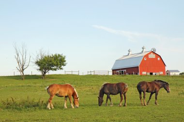 Three horses and a barn clipart