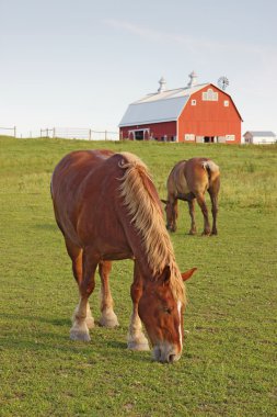 Horses and a barn vertical clipart