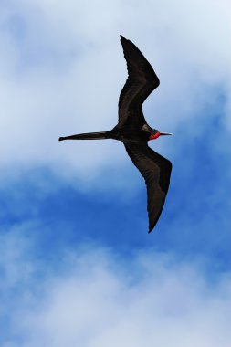 Male magnificent frigatebird soars overhead clipart
