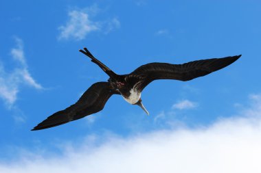Female magnificent frigatebird soars overhead clipart
