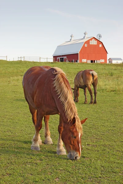 Cavalli e un fienile verticale — Foto Stock