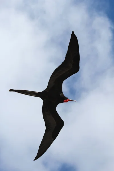 Masculino magnífico frigatebird preenche o quadro — Fotografia de Stock