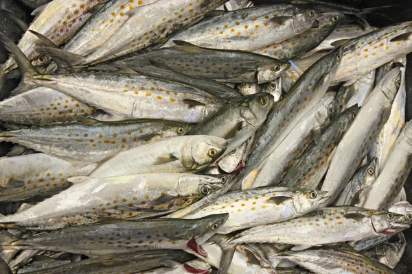 Catch of Spanish mackerel fish — Stock Photo, Image