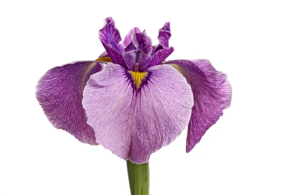 Flor de iris pseudata púrpura aislada en blanco — Foto de Stock