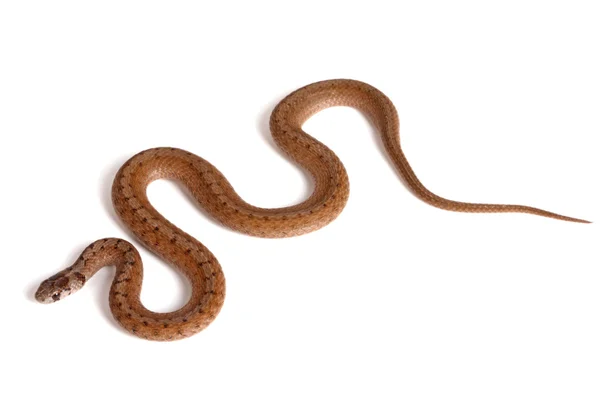 stock image Northern brown snake on a white background
