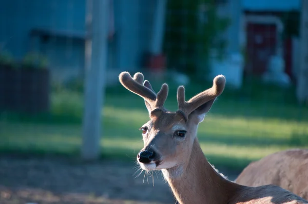 近所の鹿 — ストック写真