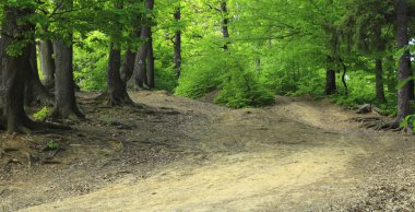 Yeşil bir ormanda yol