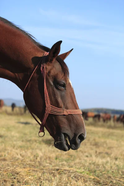 Профіль коня — стокове фото