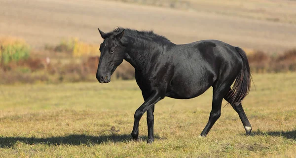 Cavallo nero — Foto Stock