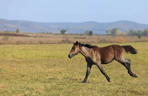 Foal running — Stock Photo, Image