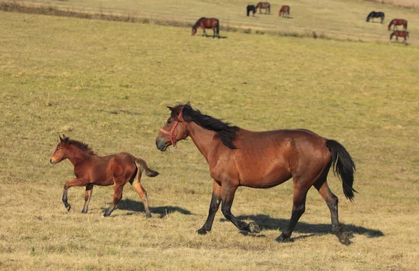 Cavalos trote — Fotografia de Stock