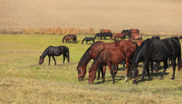 Kudde van paarden grazen — Stockfoto