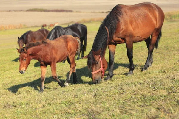 Mare and foal grazing — Stock Photo, Image
