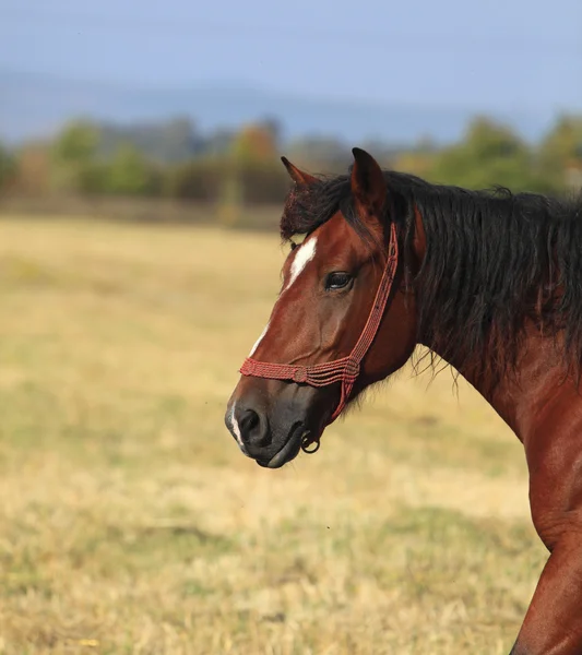 Profiel van een paard — Stockfoto