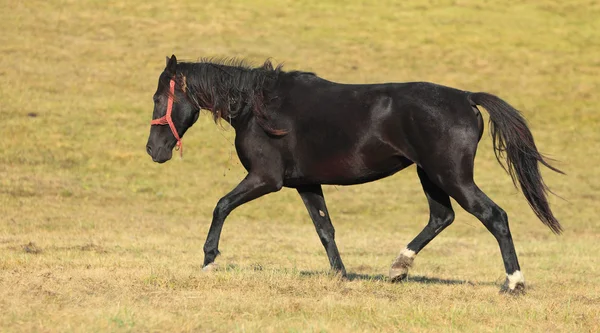 Μαύρο άλογο — Φωτογραφία Αρχείου