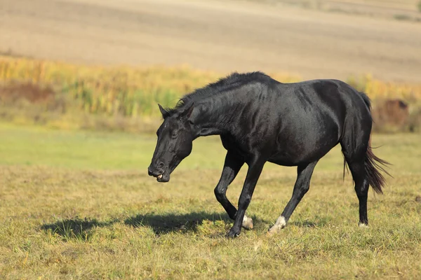 Renkar paard — Stockfoto