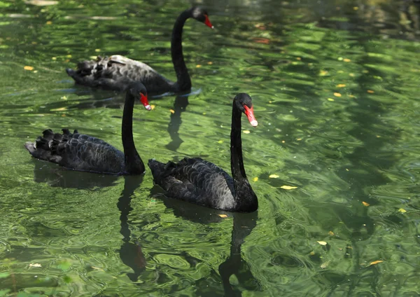 Grupo de cisnes negros —  Fotos de Stock